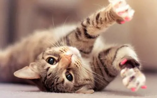 Sfilano a Bari i gatti più belli del mondo