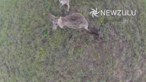 Il canguro abbatte un drone