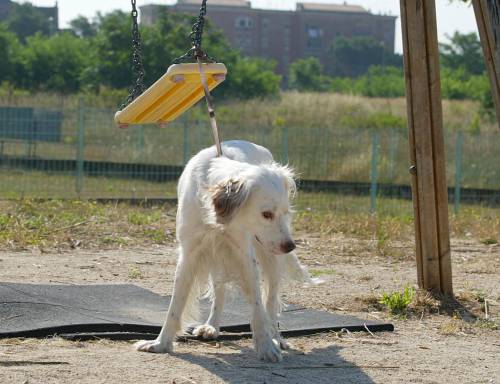 Giudice vieta al cane di abbaiare: multa di 2600 euro ad ogni "bau"