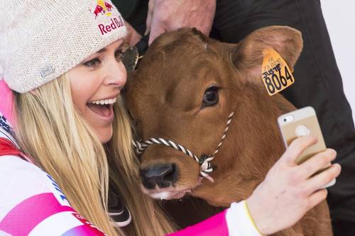 Lindsey Vonn e quel selfie...con la mucca