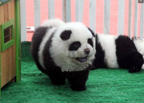 Cani chow chow truccati per sembrare dei panda