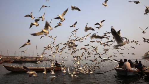 India, la migrazione dei gabbiani