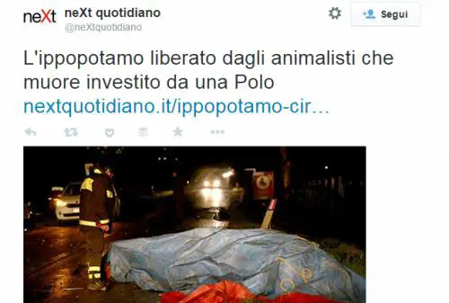 Liberano ippopotamo da un circo. Scappa e una macchina lo uccide