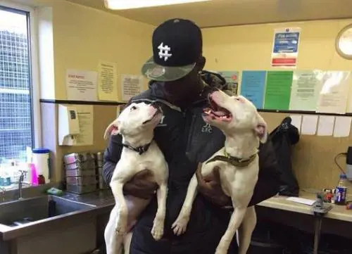 Balotelli salva due pitbull