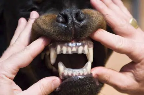 Obbligava la fidanzata al sesso con il rottweiler: condannato a 17 anni