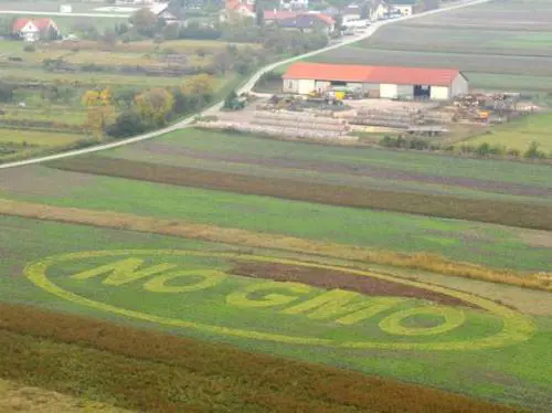 Ogm vietati in Italia