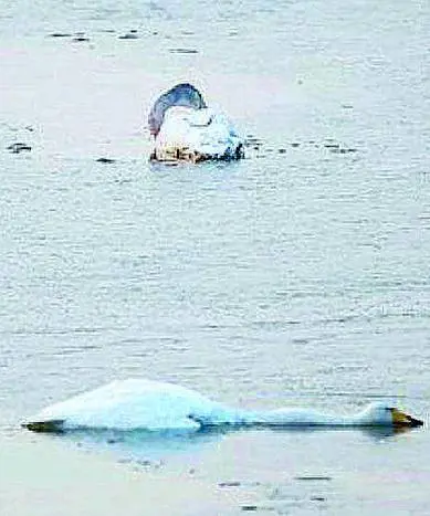 Mamma cigno senza vita: il piccolo si affoga