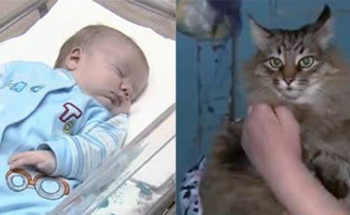 La super gatta salva il neonato abbandonato al freddo polare