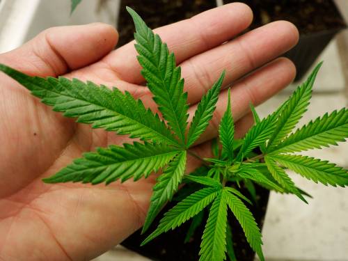 "Coltivatevi la cannabis". Il corso dei giovani Pd