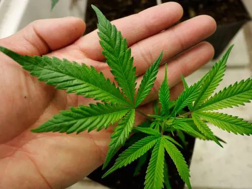 Marijuana, l'unica scelta saggia è la proibizione