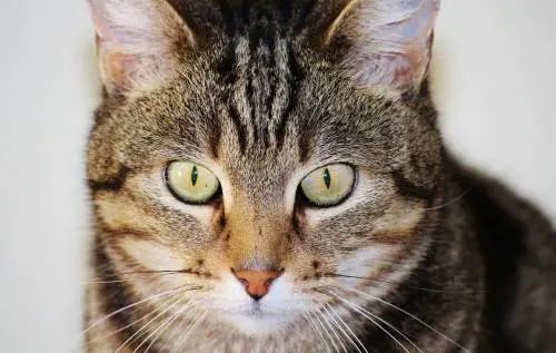 Mittens: il gatto ermafrodita
