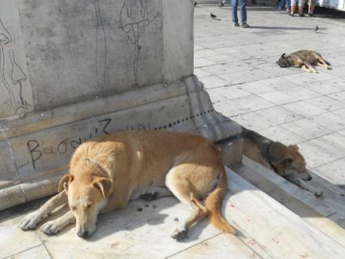 Palermo, veterinario chiede l'eutanasia per i cani randagi che lo hanno aggredito, è polemica