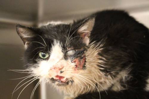 Bart, il gatto "zombie": sepolto dalla padrona, resuscita dopo 5 giorni