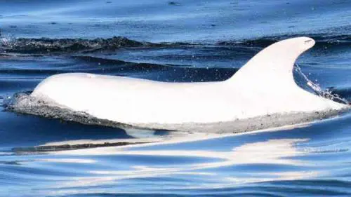 Un esemplare albino di delfino fotografato nella baia di Monterey