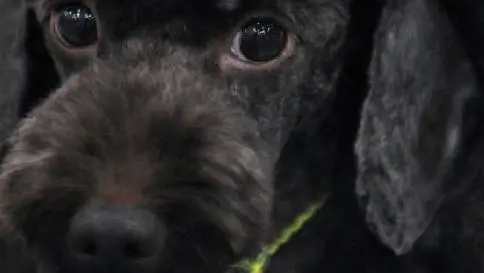 Lei lo lascia, lui le rapisce il cane e chiede il riscatto