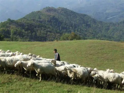 Sardegna, bimba di sette mesi costretta a vivere con le pecore