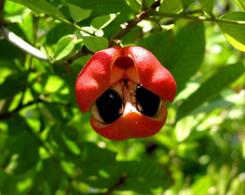 Gli 8 frutti più strani del mondo
