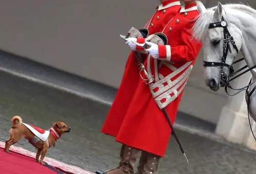 Briciola, la cagnolina che ruba la scena a Mattarella