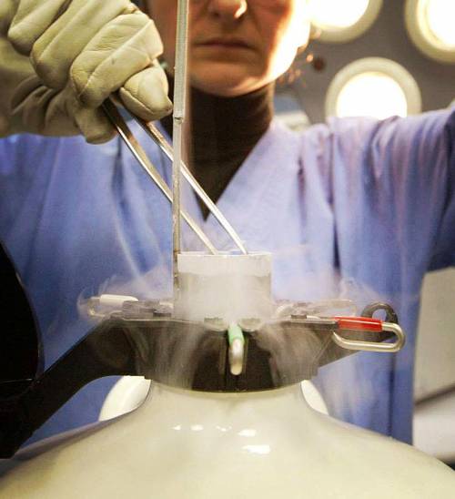 Una biologa estrae embrioni congelati da un contenitore di azoto liquido