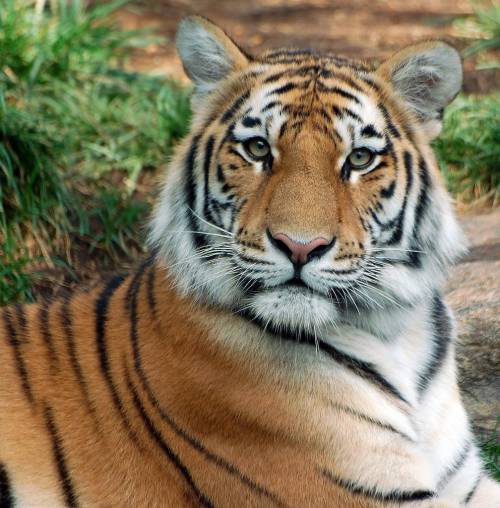 Russia: tigri e leopardi sul menù del ristorante, la polizia indaga