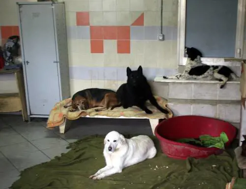 Inquilina trasforma la casa in un allevamento di cani, ma lo sfratto è impossibile
