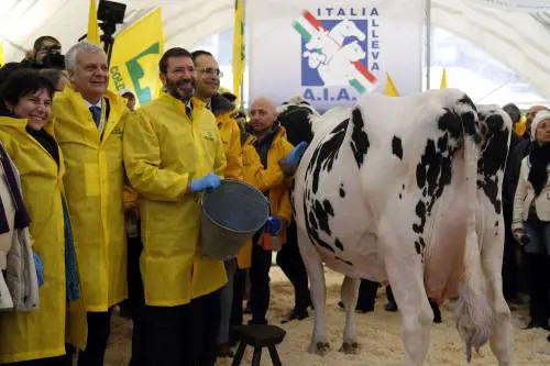 Marino munge la mucca
