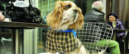 Sauna, massaggi e relax È una dolce vita da cani