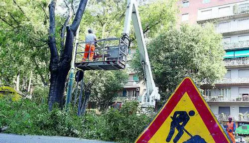 Il Comune taglia gli alberi e il quartiere s'infuria