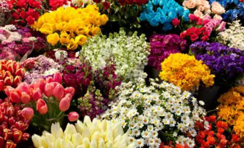 Fiera Milano è "verde": fiori, piante e parchi con Myplant & Garden