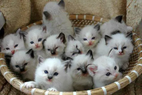 Gatti, oggi è la loro festa nazionale
