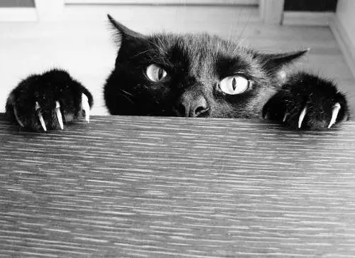 I gatti parlano: ecco cosa dicono
