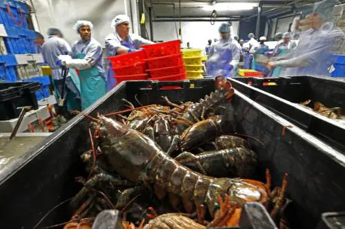 Ora una legge svizzera impedisce di bollire vive le aragoste