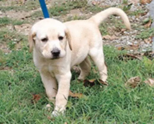 Va a spasso col cagnolino, ma nel collare nasconde droga