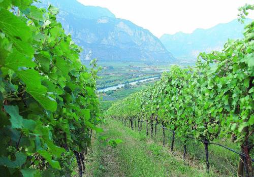 Il sogno americano del vino made in Italy