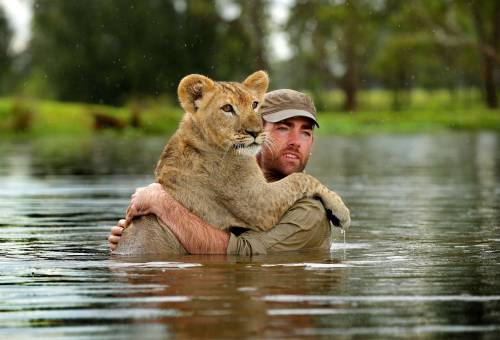 L'uomo che insegna a nuotare al leone