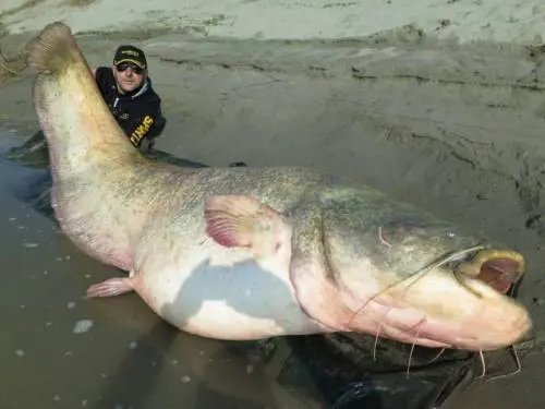 Pesce siluro da record pescato nel fiume Po