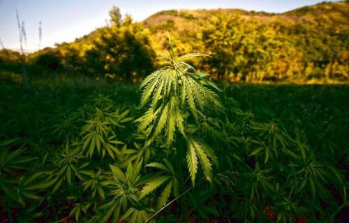 Bonifica di terre inquinate: la Sardegna usa la cannabis