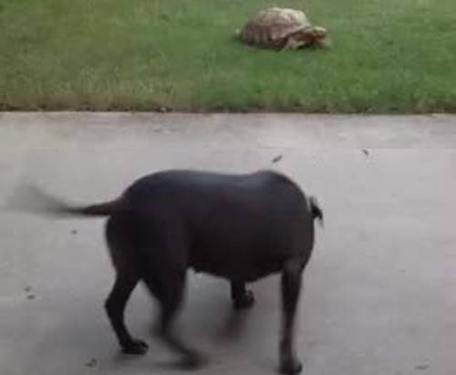La tartaruga che insegue il cane