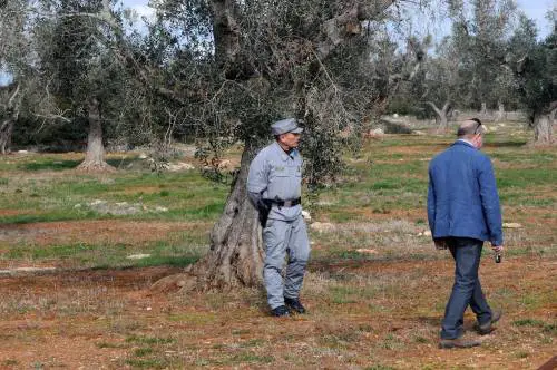 Domenica delle Palme senza l'ulivo "C'è il rischio di diffusione Xylella"