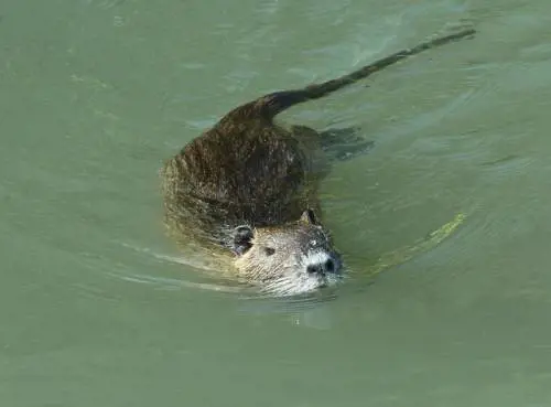 La proposta choc dell'assessore: "Troppe nutrie? Mangiamole"