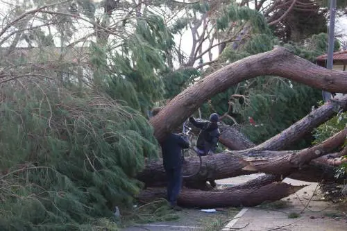 Il maltempo distrugge la pineta di Forte dei Marmi