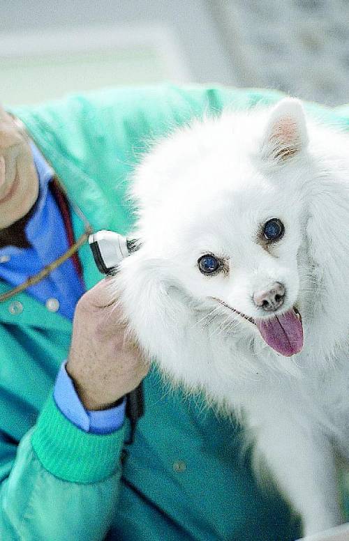 Per i cani ammalati nasce a Milano la banca del sangue