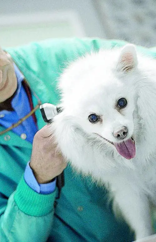 Per i cani ammalati nasce a Milano la banca del sangue