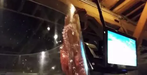 Polpo gigante "in fuga" dall'acquario