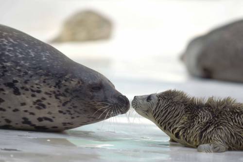 In Cina sono nati due cuccioli di foca
