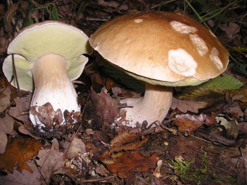 Funghi porcini in una foto d'archivio