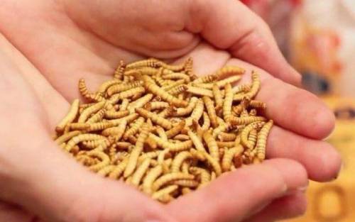 Toscana, orrore a scuola: ​insetti nel pane a mensa