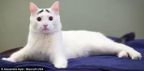 Lo strano gatto sorpreso