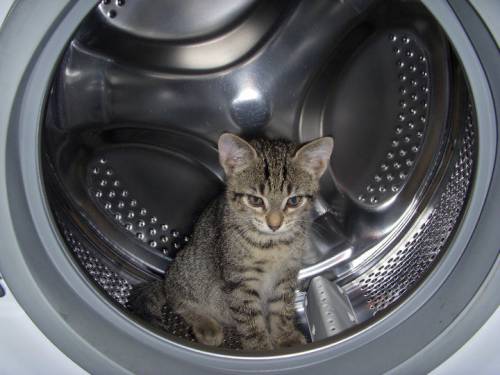 Olbia, uccide un gatto mettendolo nella lavatrice condominiale