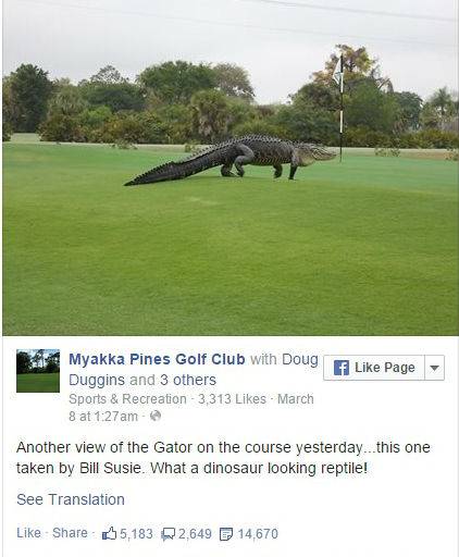 Alligatore ama il golf